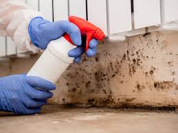 Best Mold Documentation for Insurance Claims in Shelton, WA